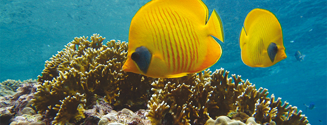 LISA-Sprachreisen-Arabisch-Dahab-Aegypten-Rotes-Meer-Tauchen-Fische-Riff-Korallen-Unterwasser LISA-Sprachreisen-Arabisch-Dahab-Aegypten-Rotes-Meer-Tauchen-Fische-Riff-Korallen-Unterwasser